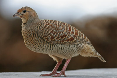 Gray Francolin