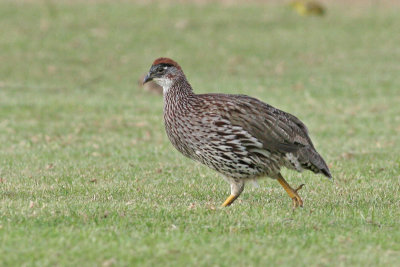 Erckel's Francolin