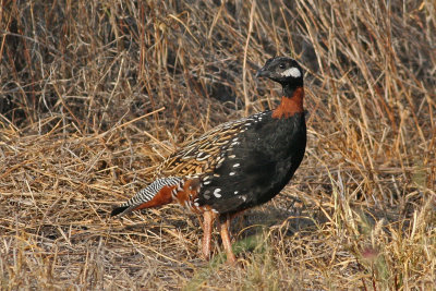 Black Francolin