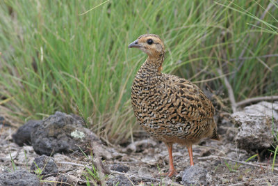 Black Francolin (female)