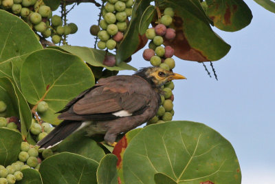 Common Myna