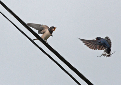 Barn Swallow