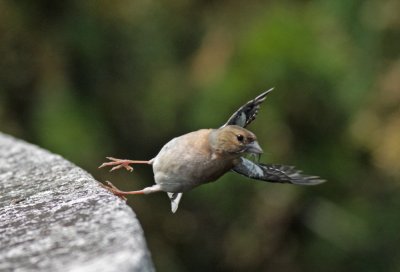 Common Chaffinch