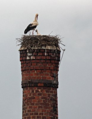 White Stork with nest