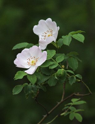 Wild roses