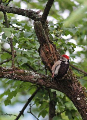 Middle Spotted Woodpecker