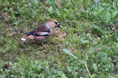 Hawfinch