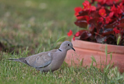 Eurasian collared dove