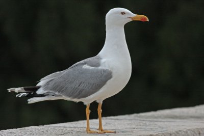 Caspian gull