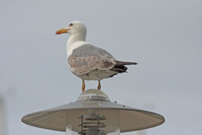 Caspian gull