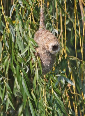 Penduline tit nest