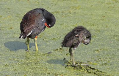 Common Gallinule, parent with young