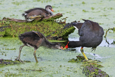 Common Gallinule feeding chick