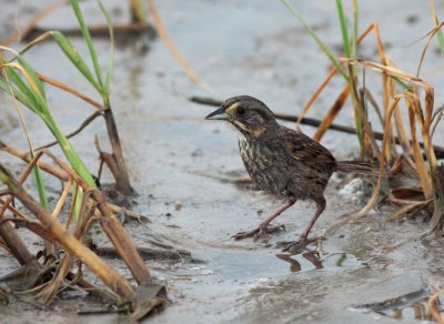 Seaside Sparrow