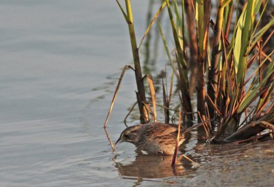 Seaside Sparrow