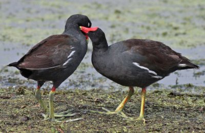 Common Gallinule