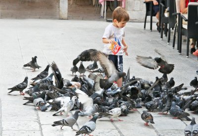 Boy with rock doves