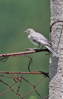 White Wagtail, young