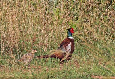 Raptors, Gamebirds, Owls, Goatsuckers