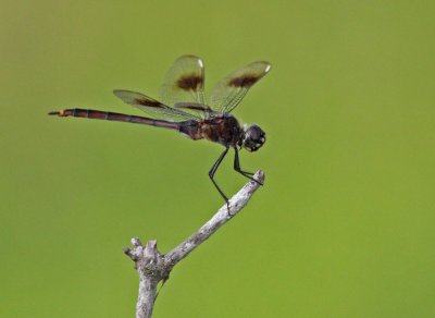 Four-spotted pennant