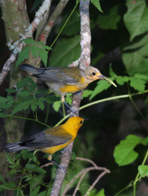 Prothonotary Warblers: parent and fledgling