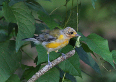 Prothonotary Warbler fledgling