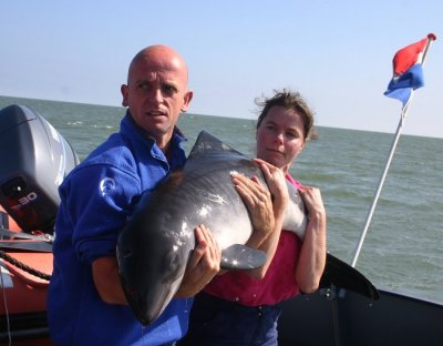 Gallery: Release of Thomas the Harbour Porpoise - 24th of July