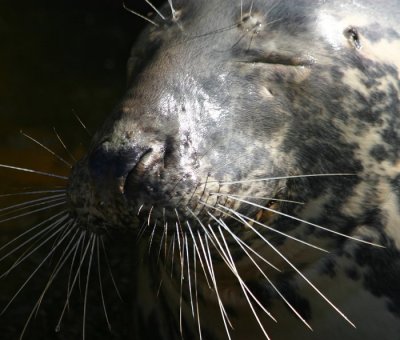 Grey Seal