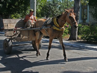 Horse Cart Run