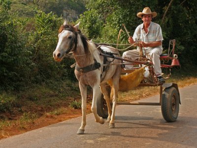 Horse Cart Vinales Road