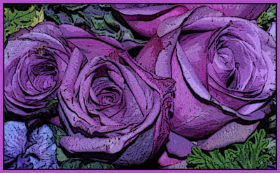 Three Mauve Roses