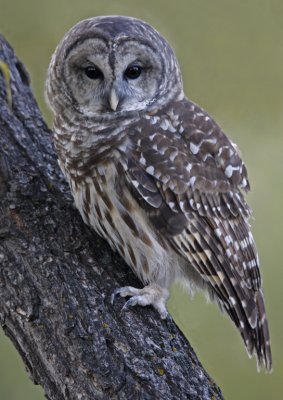 Barred Owl on Tree Limb