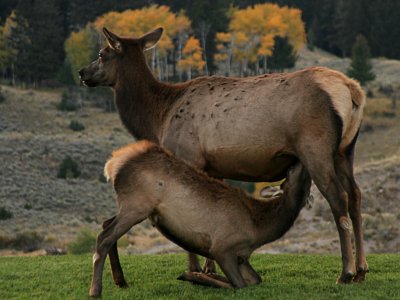 Elk Yearling Nursing
