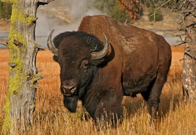 Yellowstone Bison