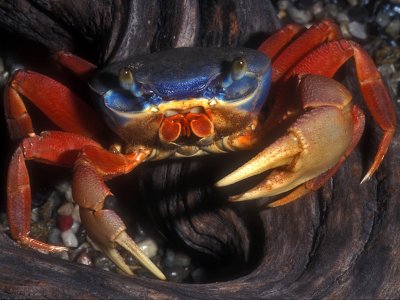 Blue Land Crab in Driftwood