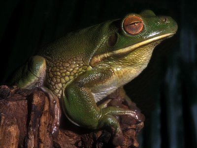 Green White-Lippted Tree Frog