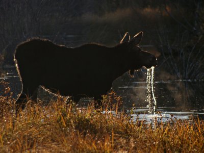 Moose Water Drips