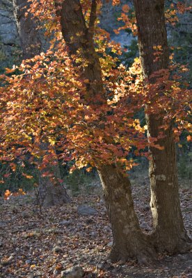 Texas Fall Color 2009