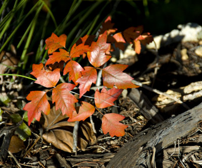 Red Leaves