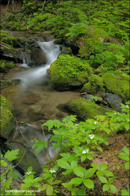 forest stream1.jpg