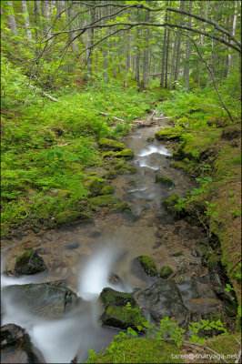 forest stream2.jpg