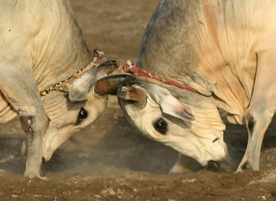 bull_fighting