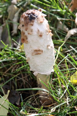 IMG_6862.jpg