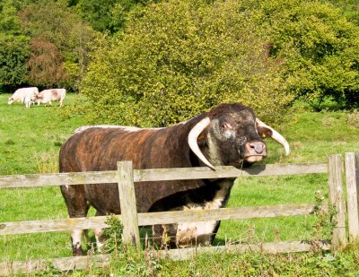 Bully near Rievaulx Abbey