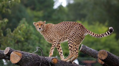 Cheetah (Acinonyx jubatus)