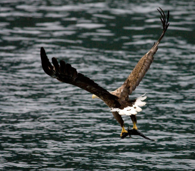 Sea Eagle