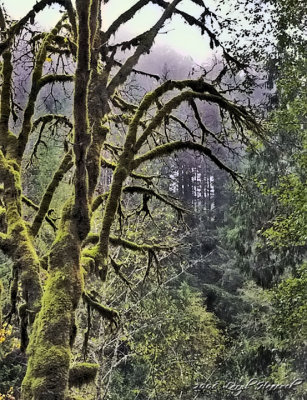 Moss Grows... an Oregon View