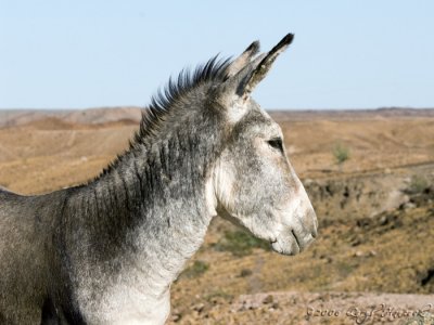 wild burro(s) in the desert