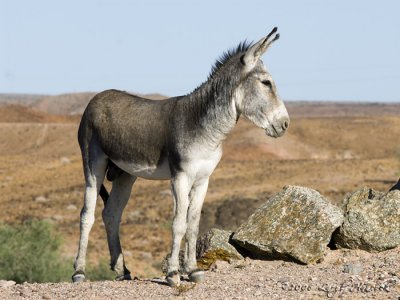 wild burro(s) in the desert