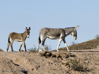 wild burro(s) in the desert